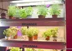 The Sylvania fixtures in a vertical farming setup